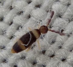 Entomobrya albocincta