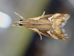 Glaucocharis interrupta