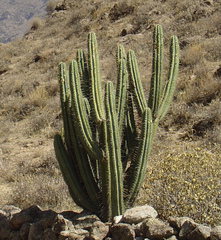 Corryocactus brevistylus