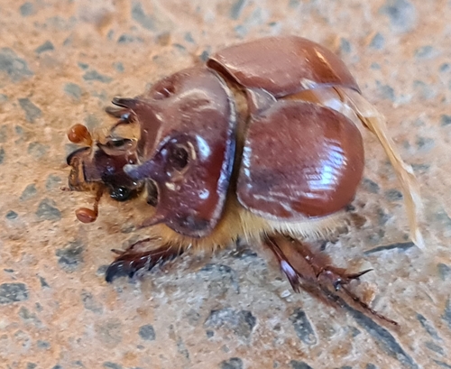 Bolboleaus propinquus