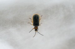 Galerucella nipponensis