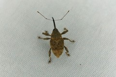 Curculio robustus