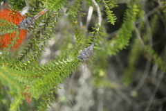Melaleuca sparsa