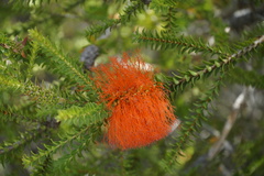 Melaleuca sparsa