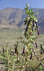 Dunalia spinosa