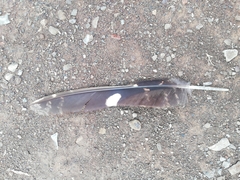 Caprimulgus tristigma