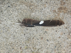 Caprimulgus tristigma