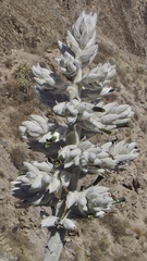 Puya densiflora