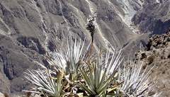 Puya densiflora