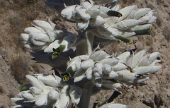 Puya densiflora