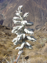 Puya densiflora