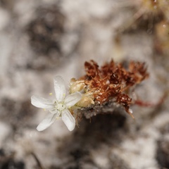 Drosera roseana