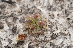Drosera roseana