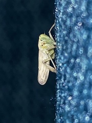 Signoretiini