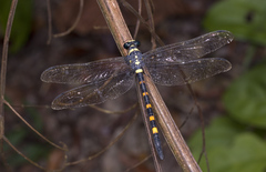 Macrogomphus quadratus