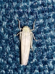 Signoretiini