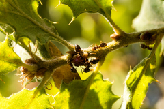 Disholcaspis prehensa