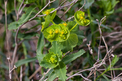 Euphorbia serrata