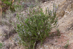 Salvia rosmarinus