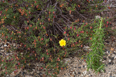 Fumana thymifolia