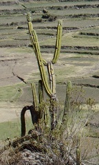Corryocactus brevistylus