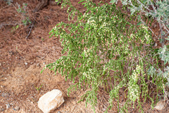 Thymelaea hirsuta