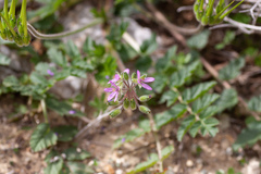 Erodium moschatum