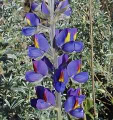 Lupinus altimontanus