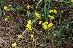 Helianthemum nummularium