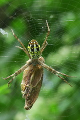 Argiope dang