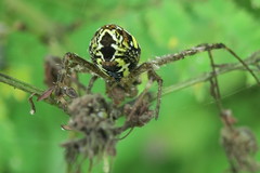 Argiope dang