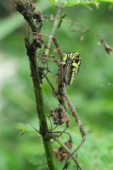 Argiope dang