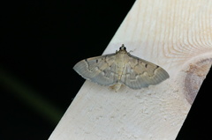 Herpetogramma rudis