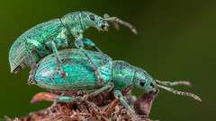 Phyllobius virideaeris