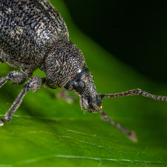 Otiorhynchus tristis