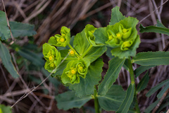 Euphorbia serrata