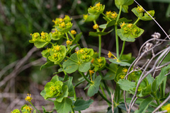 Euphorbia serrata