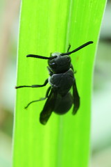 Allorhynchium argentatum