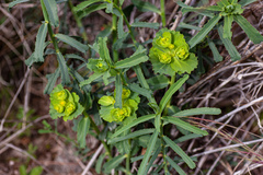 Euphorbia serrata