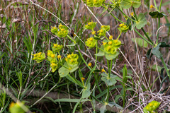 Euphorbia serrata