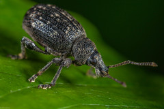 Otiorhynchus tristis