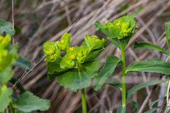 Euphorbia serrata