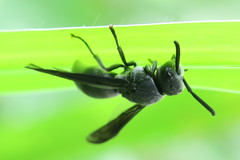 Allorhynchium argentatum