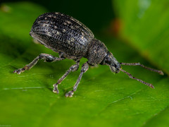 Otiorhynchus tristis