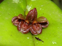 Acianthera circumplexa