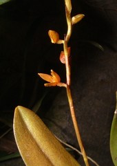 Acianthera erinacea