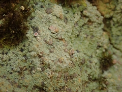 Placopsis argillacea