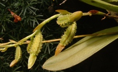 Acianthera erinacea