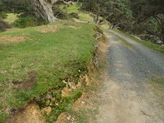 Placopsis argillacea
