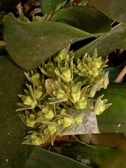 Scaphyglottis fasciculata